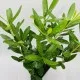 Bonsai Piccolo Principe Terra Bonsai Piccolo Principe Terra