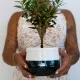 Bonsai di ulivo Bonsai di ulivo