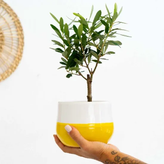 Bonsai di ulivo Bonsai di ulivo