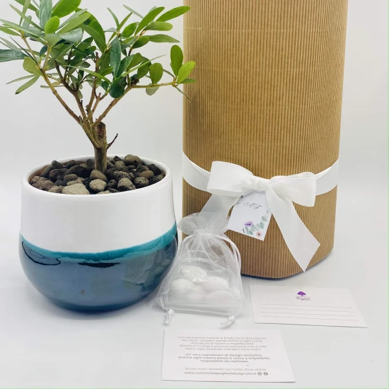 Bonsai di ulivo Bonsai di ulivo