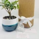 Bonsai di ulivo Bonsai di ulivo