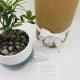 Bonsai di ulivo Bonsai di ulivo