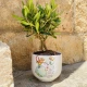 Bonsai Piccolo Principe Terra Bonsai Piccolo Principe Terra