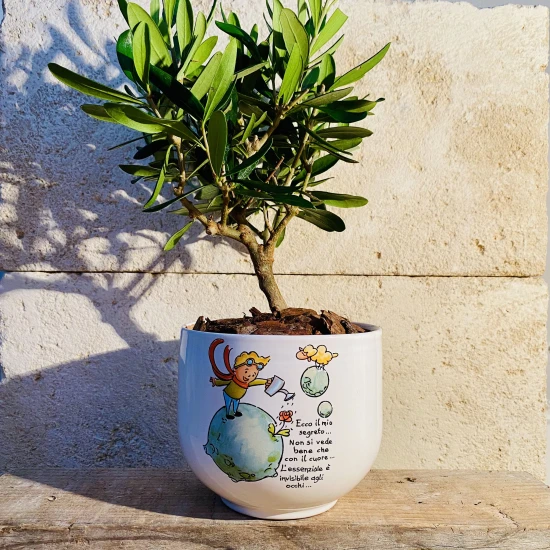 Bonsai Piccolo Principe Terra Bonsai Piccolo Principe Terra