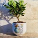Bonsai Piccolo Principe Terra Bonsai Piccolo Principe Terra