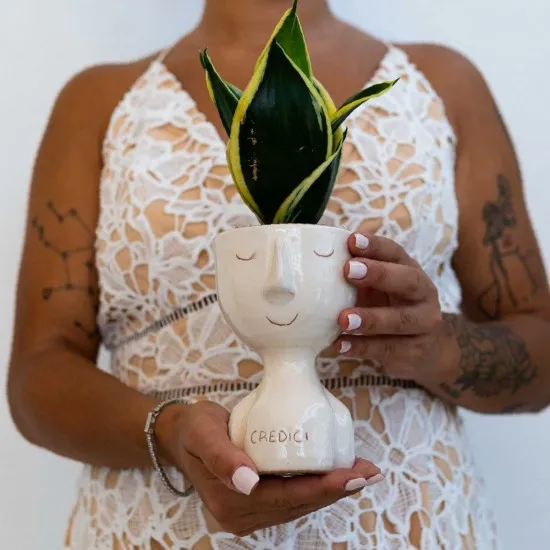 Vaso creativo sansevieria